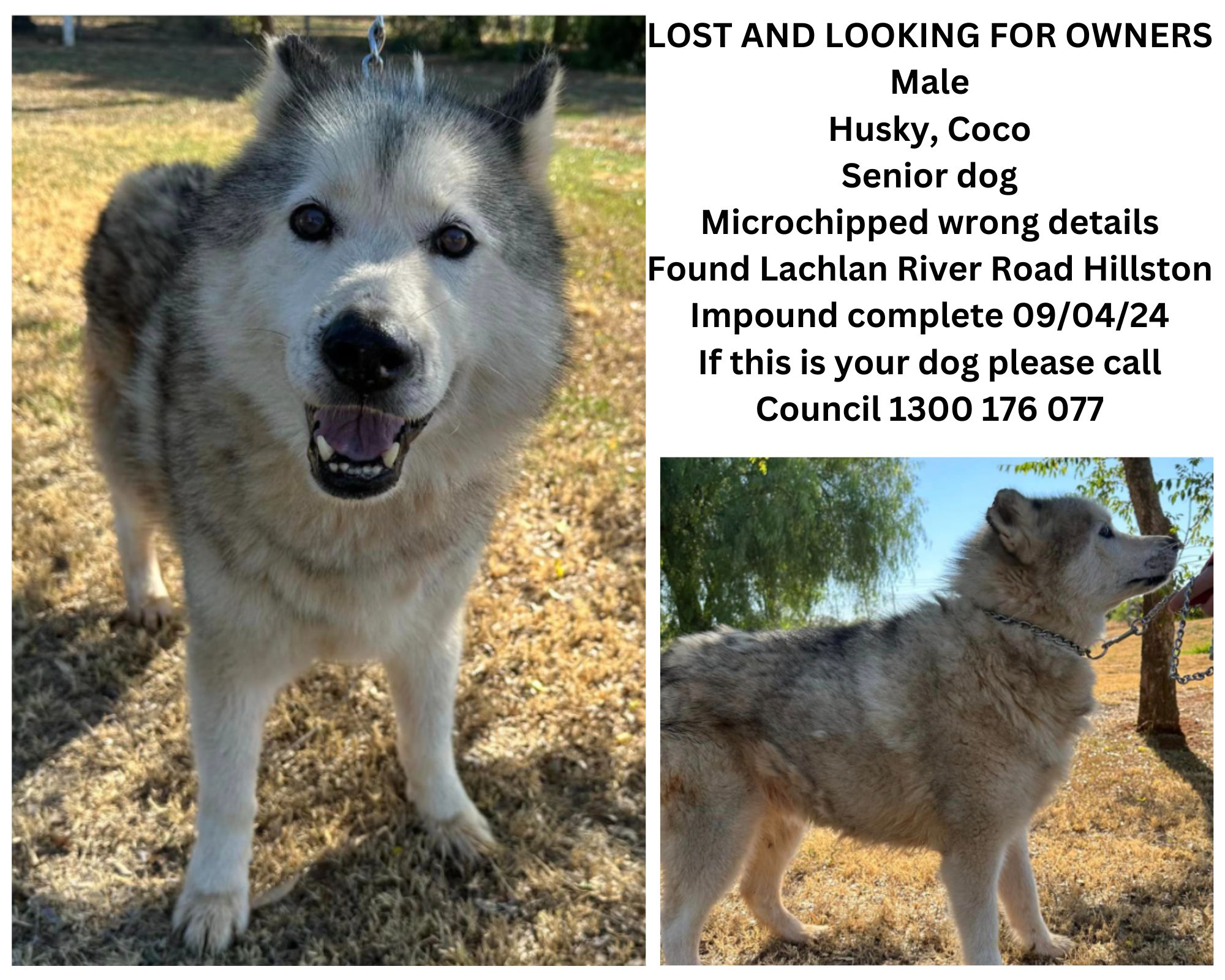 Siberian Husky   | Age: 11 years   | Microchipped   | Found: Lachlan River Rd, Hillston