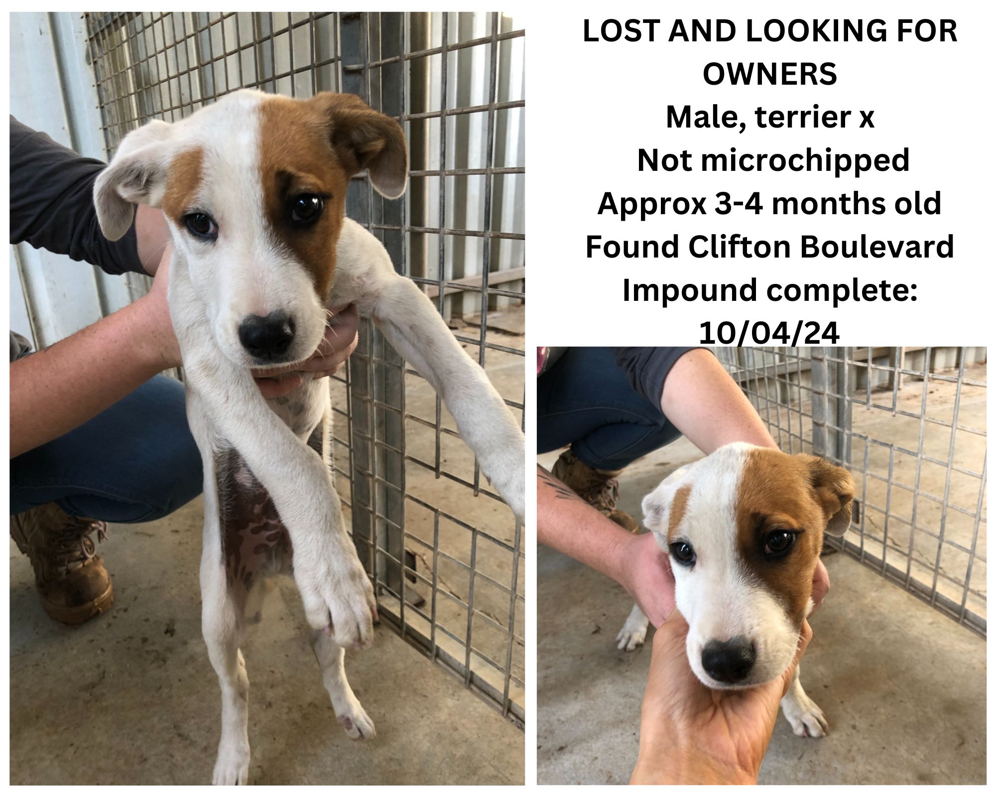Terrier x   | Not microchipped   | Approx 3-4 months   | Found Clifton Boulevard