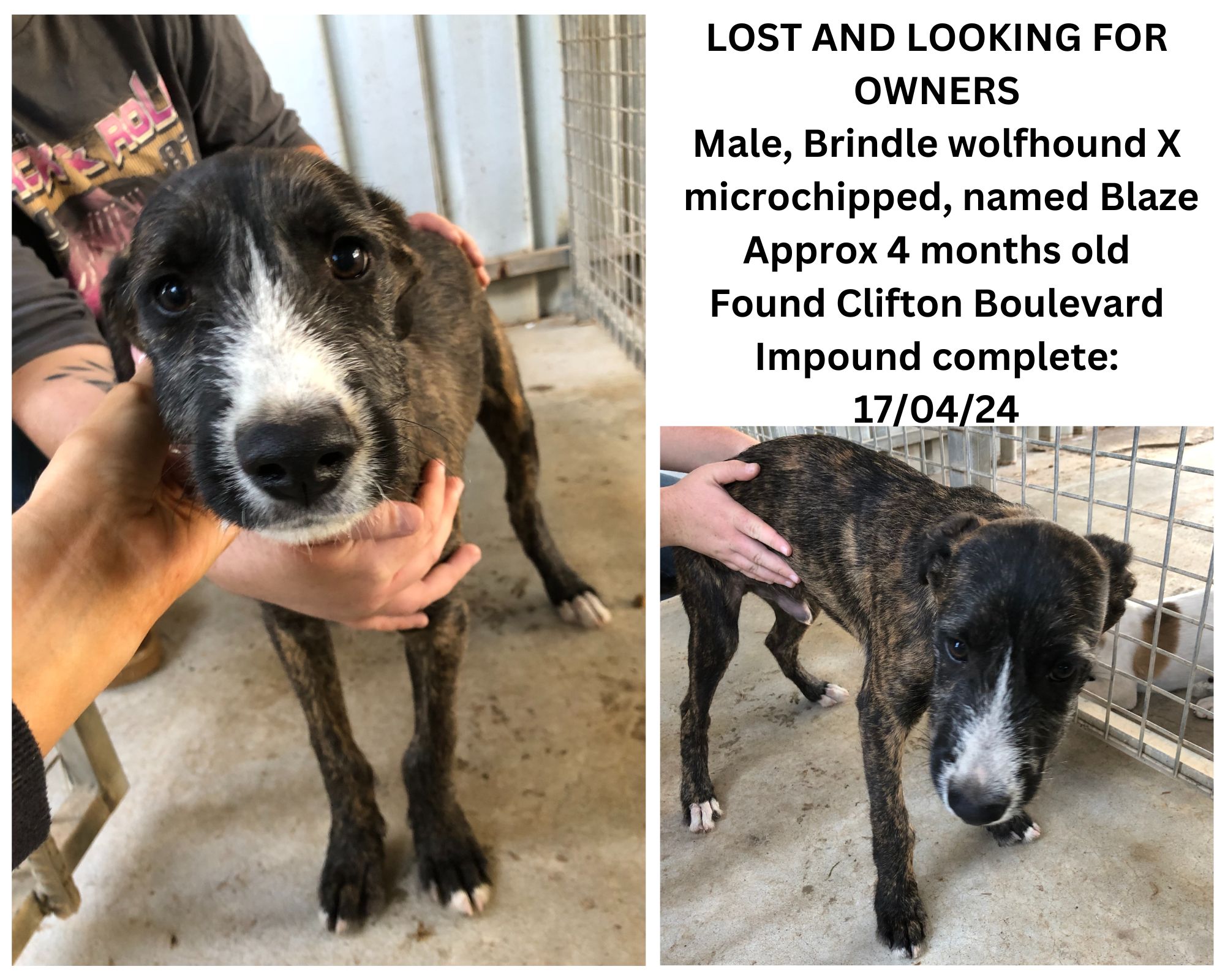 Wolfhound x (Possibly Great Dane)   | 4 months old   | Microchipped   | Found Clifton Boulevard