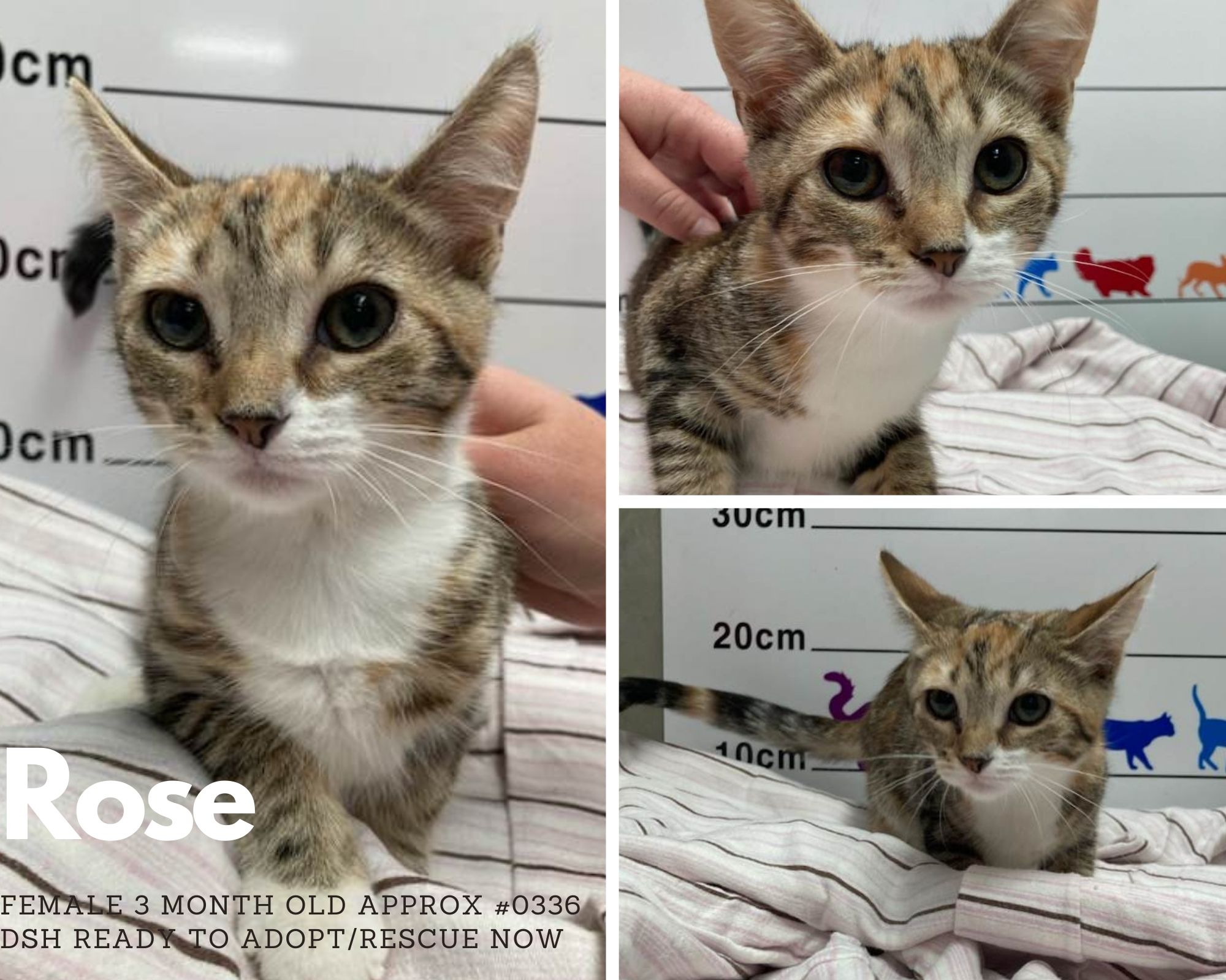 Name: Rose | Breed: Domestic Short hair | Age: 3 month old Approx