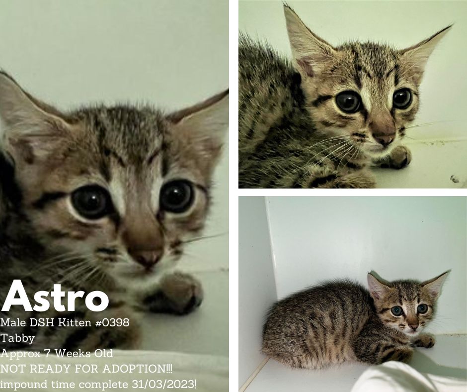 Name: Astro | Age: Approx 7 Weeks Old | Breed: Domestic Short Hair
