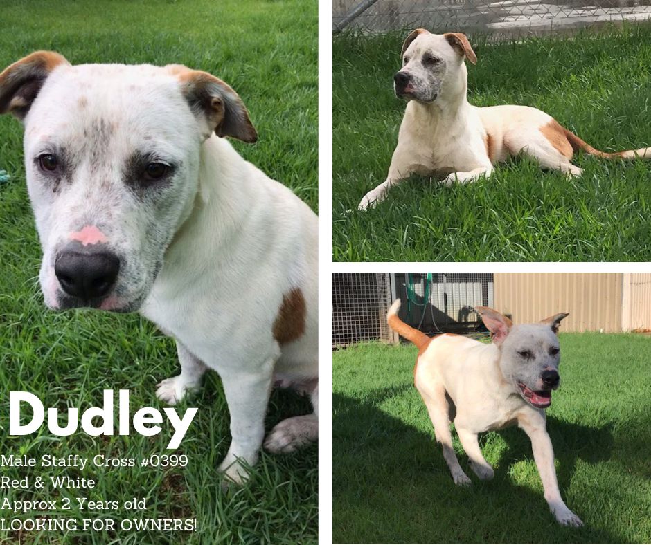 Name: Dudley | Age: Approx 2 Years Old | Breed: Staffy cross