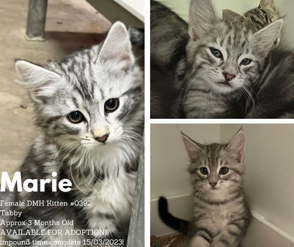 Name: Marie | Age: Approx 3 Months | Breed: Domestic Medium Hair