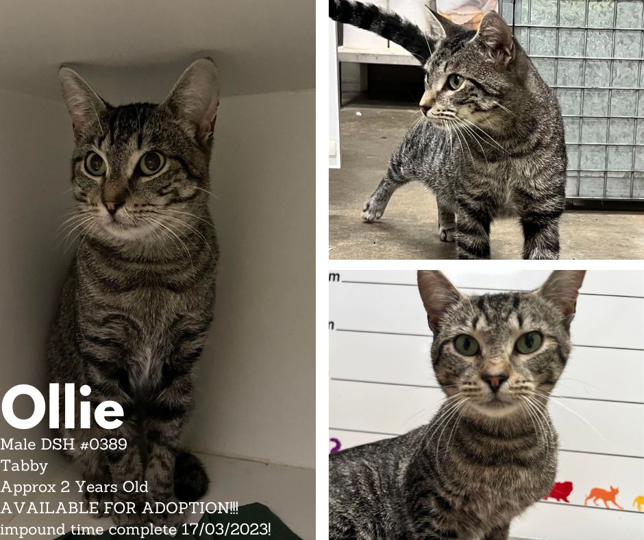 Name: Ollie | Age: Approx 2 years old | Breed: Domestic Short Hair