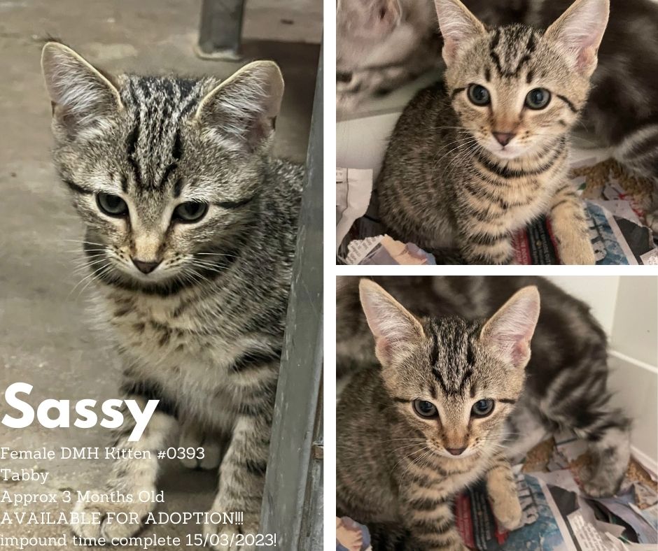 Name: Sassy | Age: Approx 3 Months Old | Breed: Domestic Short Hair