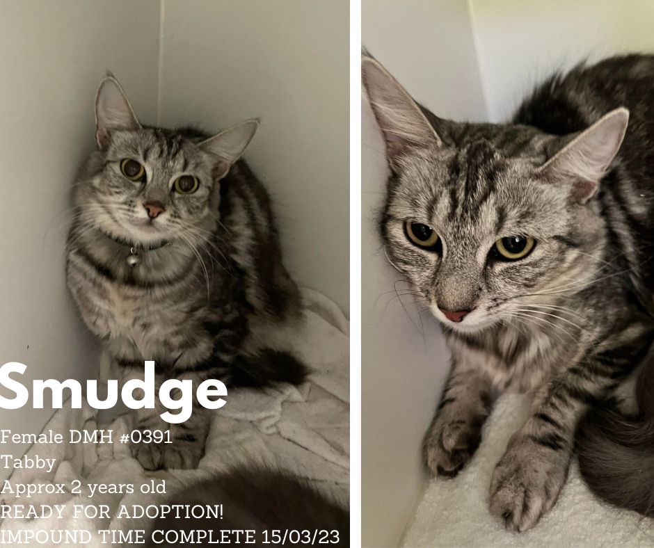 Name: Smudge | Age: Approx 3 Years Old | Breed: Domestic Short Hair