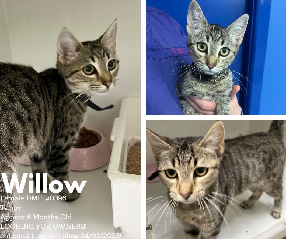 Name: Willow | Age: Approx 6 Months Old | Breed: Domestic Short Hair