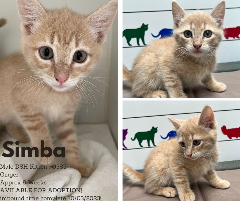 Name: Simba | Age: Approx 8 Weeks | Breed: Domestic Short Hair