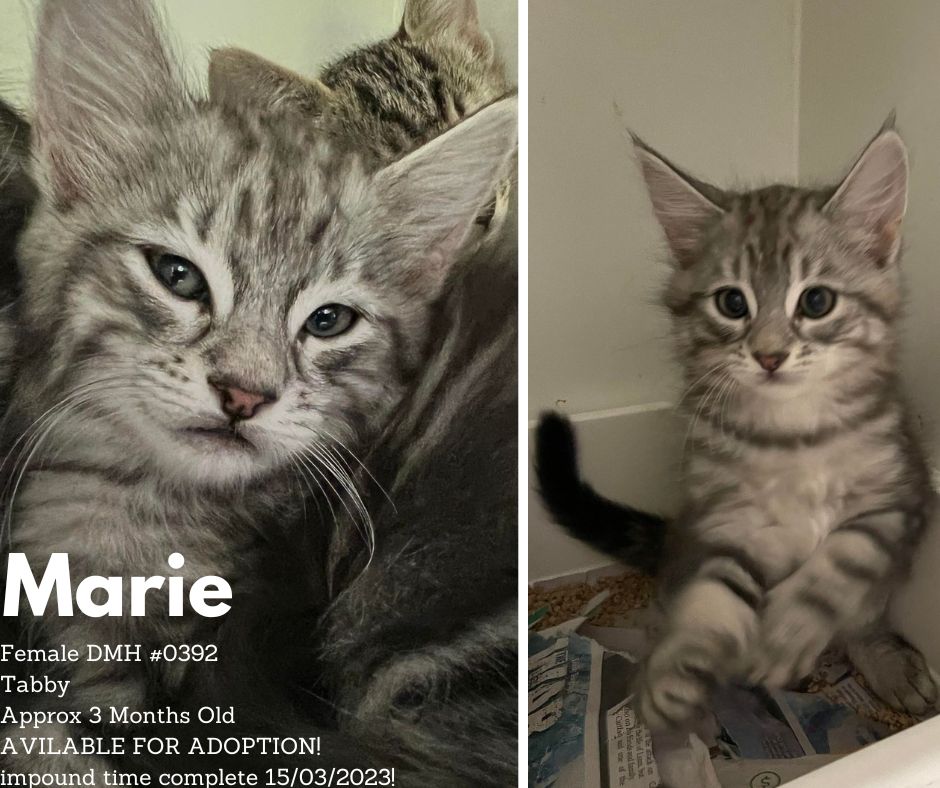 Name: Marie | Age: Approx 3 Months | Breed: Domestic Medium Hair