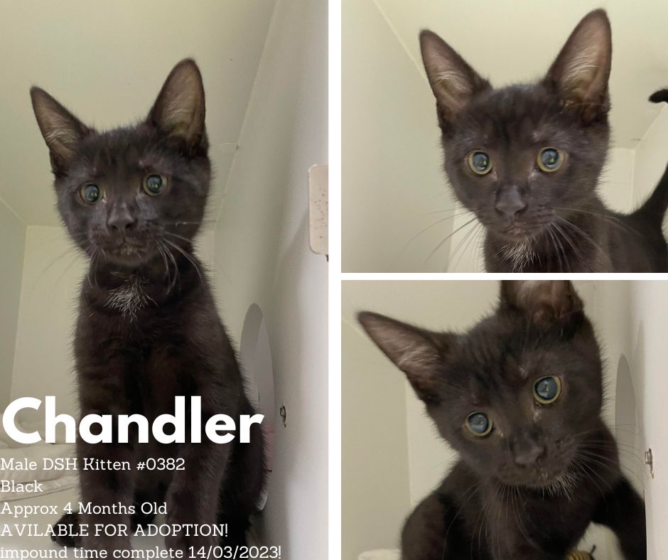 Name: Chandler | Age: Approx 4 Months | Breed: Domestic Short Hair
