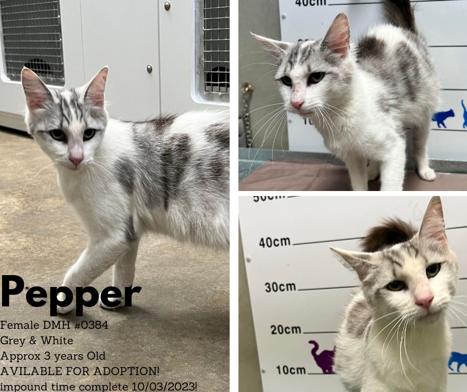 Name: Pepper | Age: Approx 3 Years Old | Breed: Domestic Short Hair