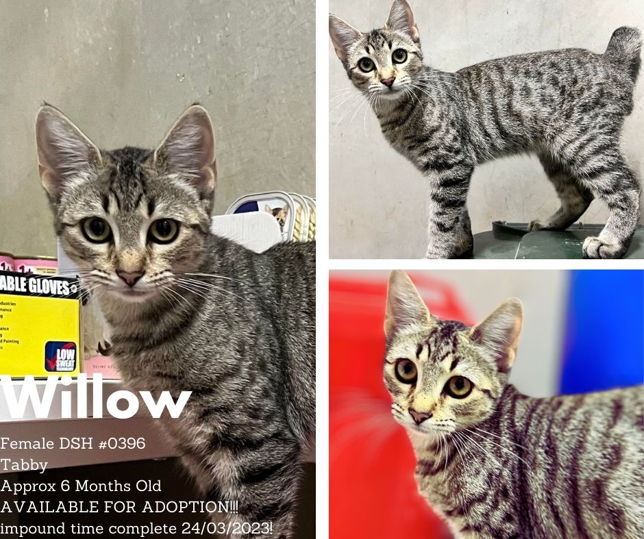 Name: Willow | Age: Approx 6 Months Old | Breed: Domestic Short Hair
