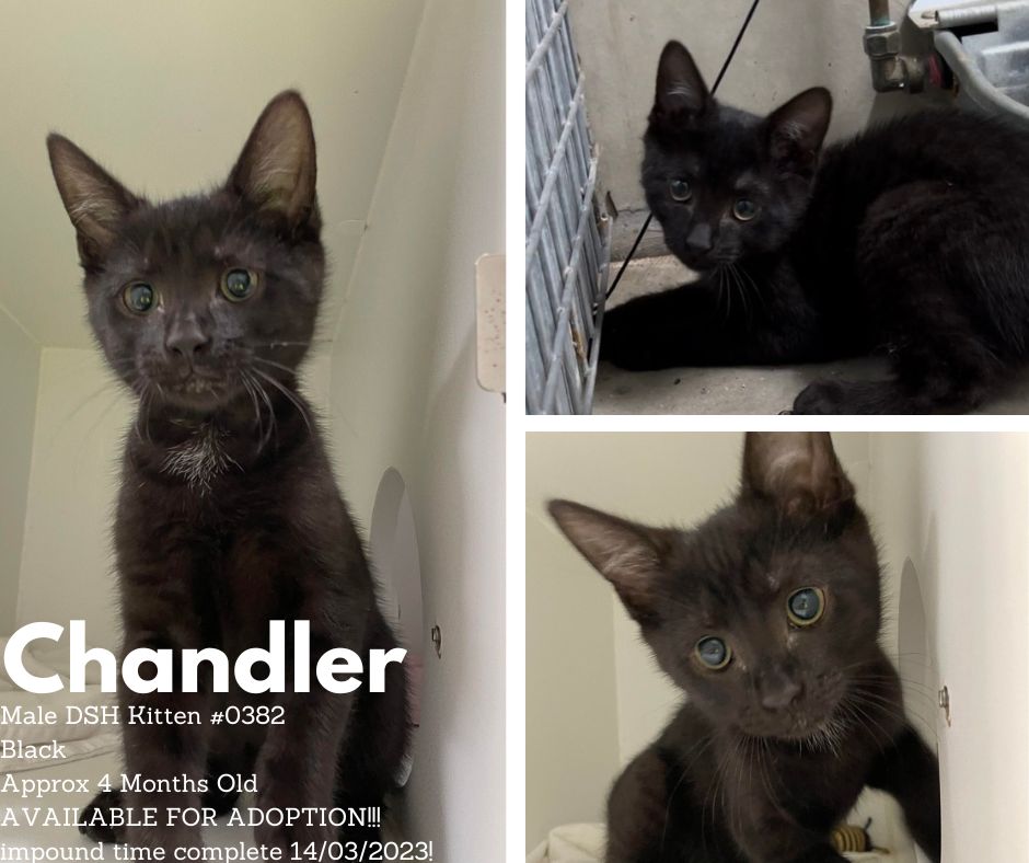 Name: Chandler | Age: Approx 4 Months | Breed: Domestic Short Hair