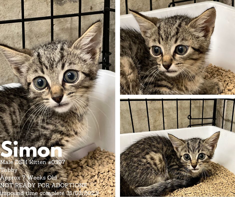 Name: Simon | Age: Approx 7 Weeks Old | Breed: Domestic Short Hair