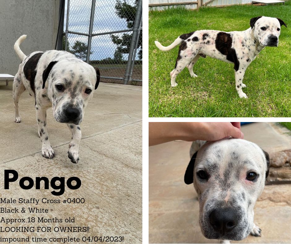 Name: Pongo | Age: Approx 18 Months Old | Breed: Staffy Cross