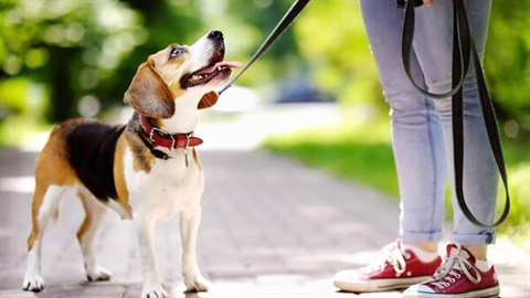 Beagle on a leash looking up at owner