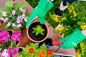 Gardening new plants