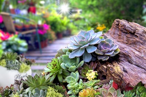 Water saving plants